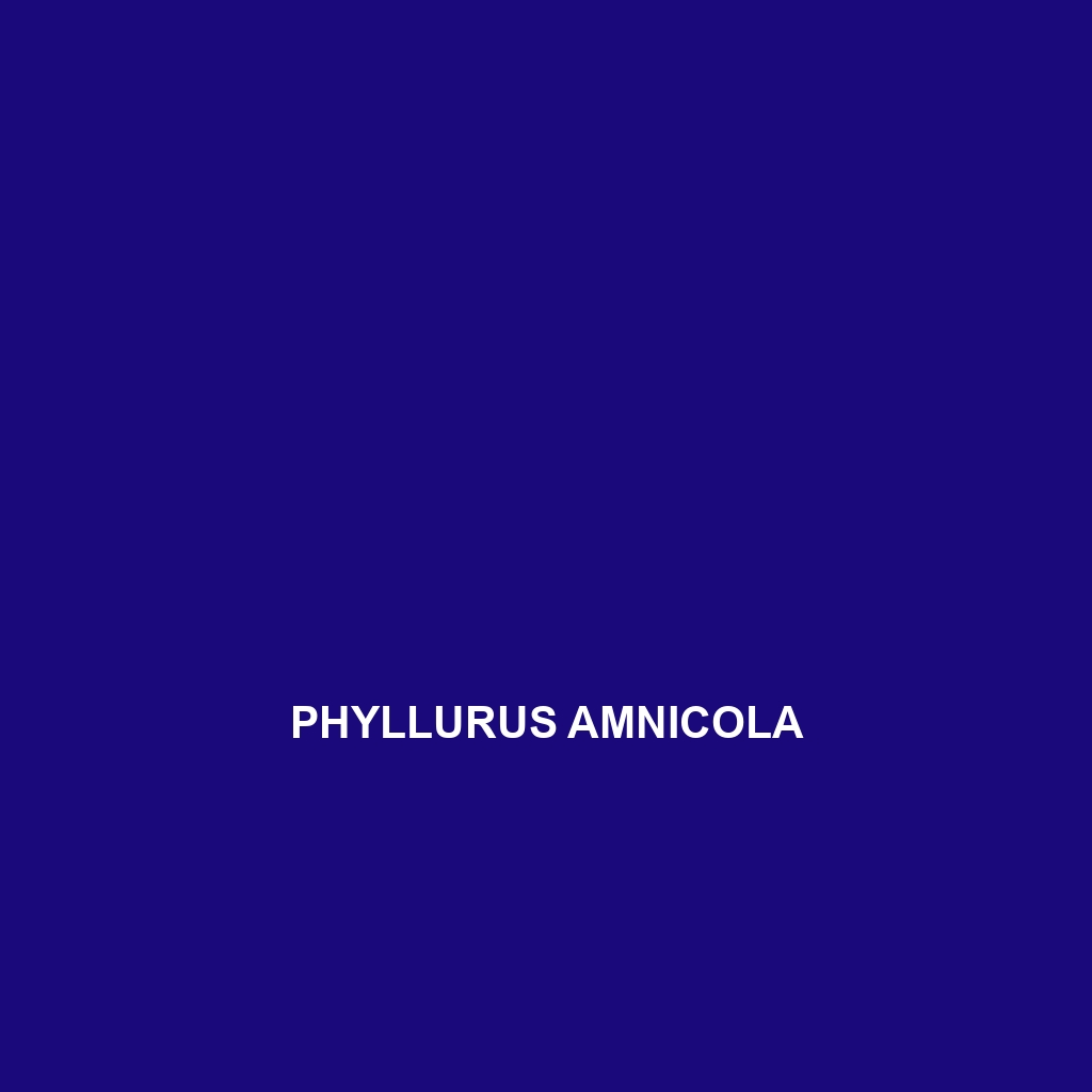 Phyllurus amnicola