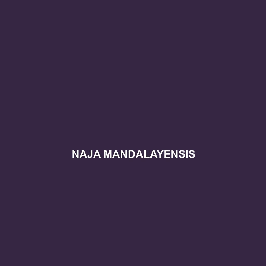 Naja mandalayensis