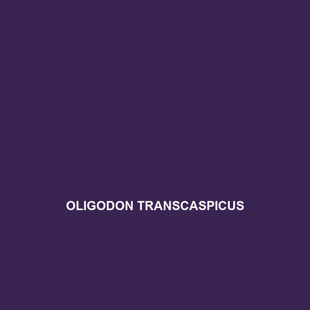 Oligodon transcaspicus