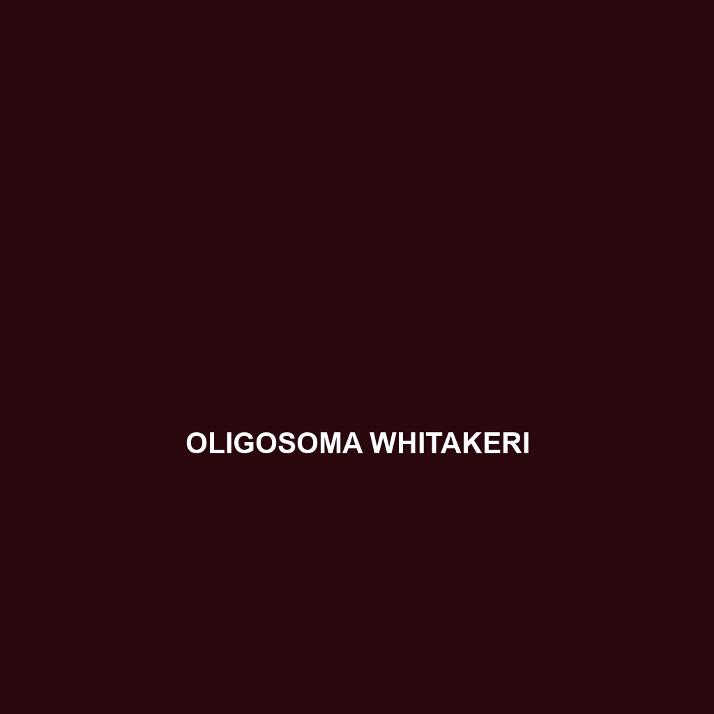 Oligosoma whitakeri