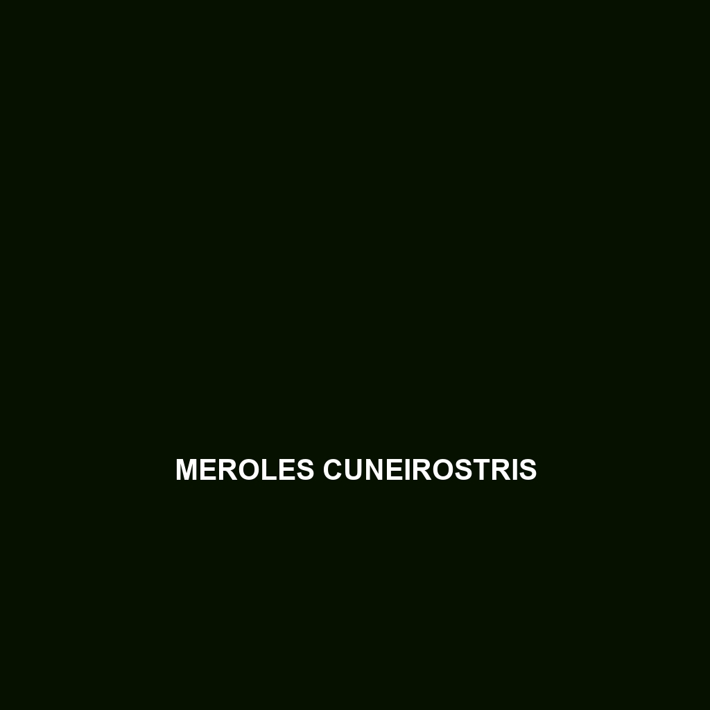 Meroles cuneirostris