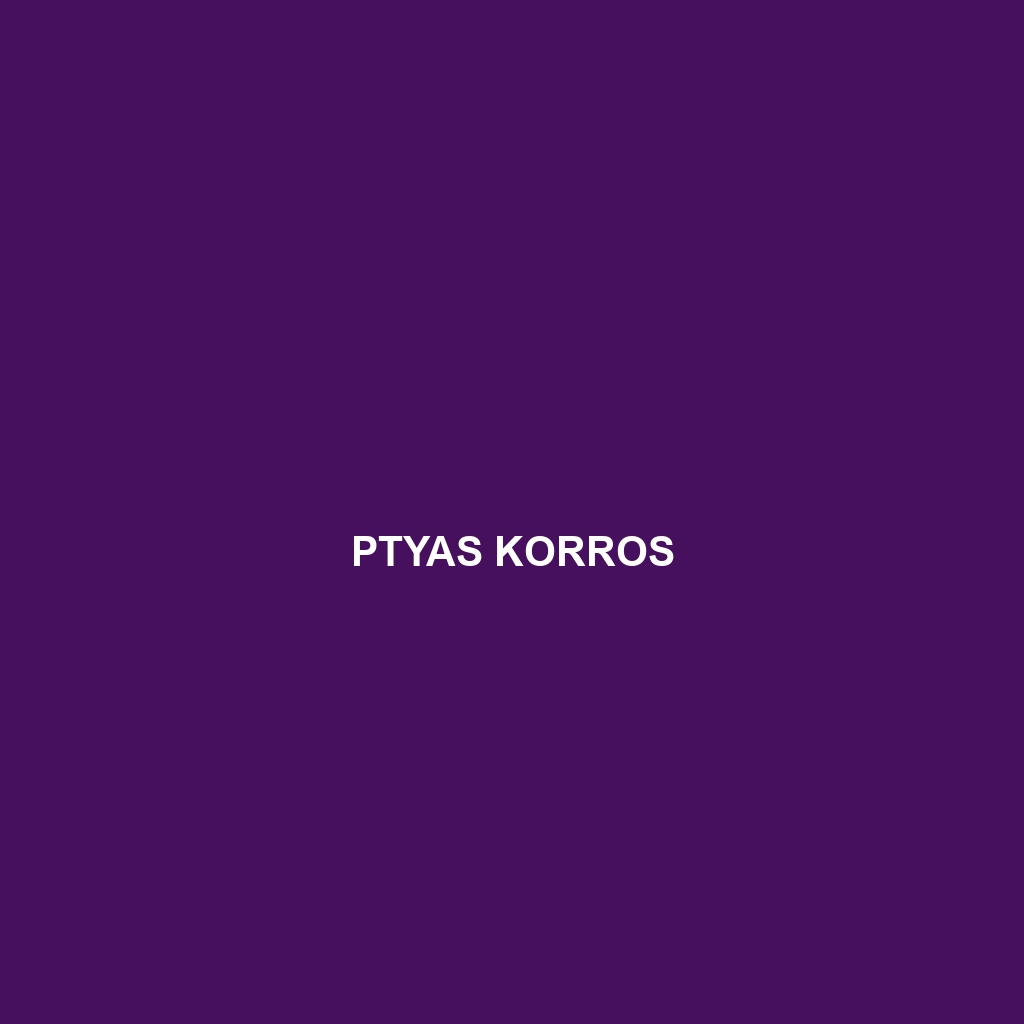 Ptyas korros