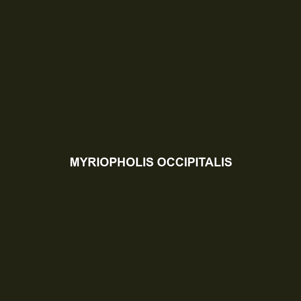 Myriopholis occipitalis