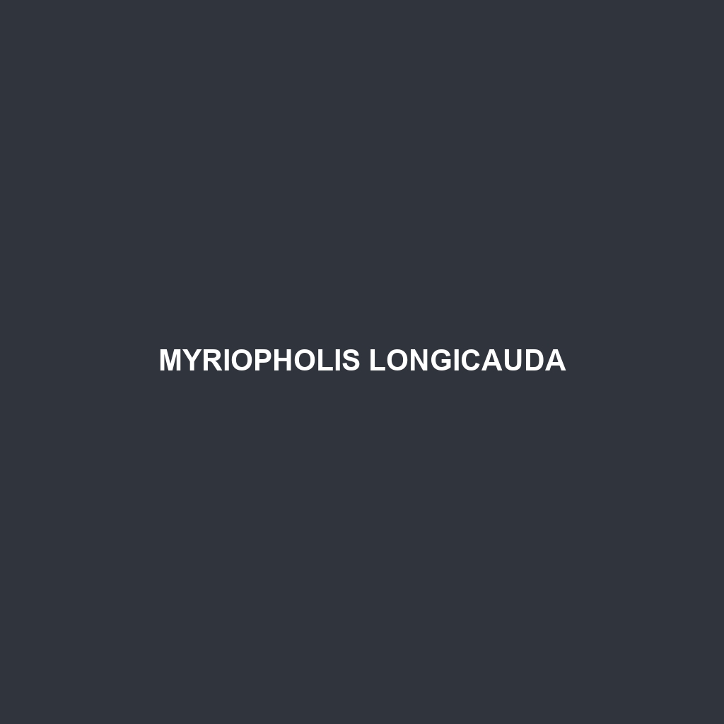 Myriopholis longicauda