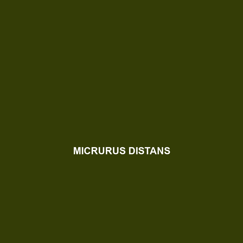 Micrurus distans