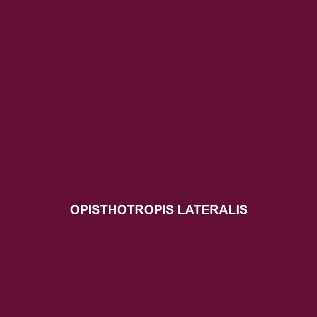 Opisthotropis lateralis