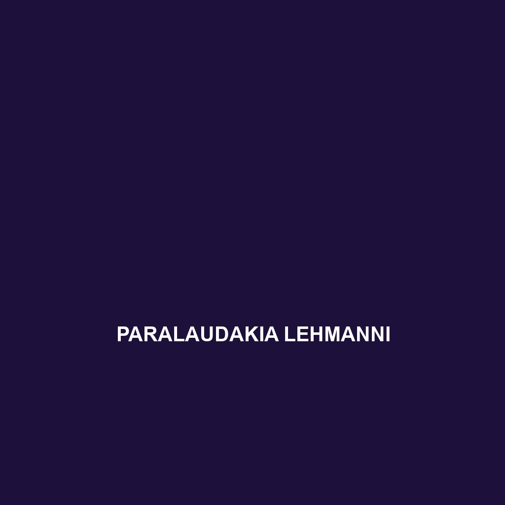 Paralaudakia lehmanni