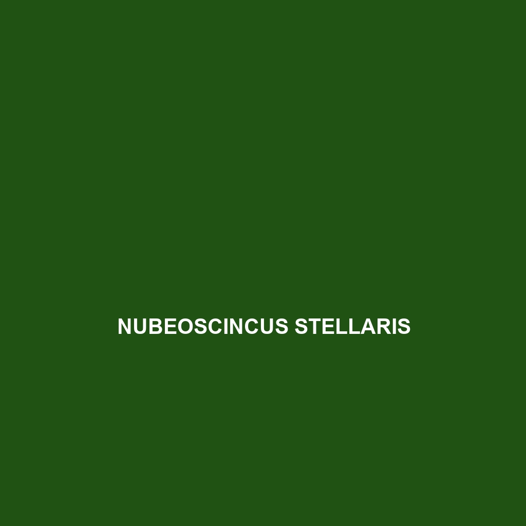 Nubeoscincus stellaris