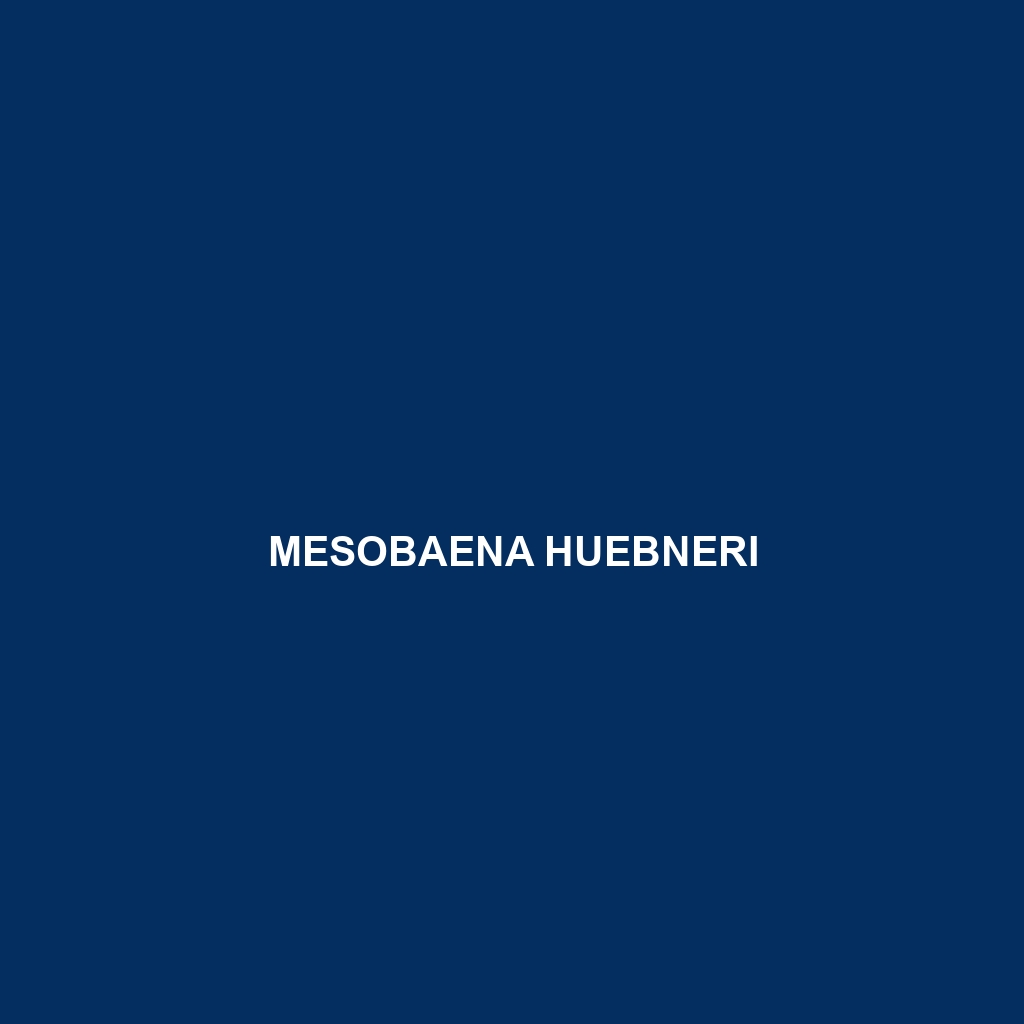 Mesobaena huebneri