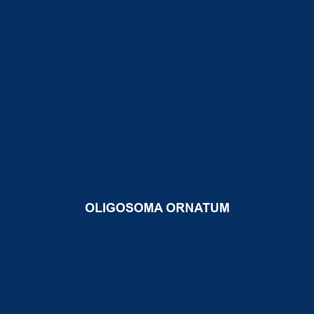 Oligosoma ornatum