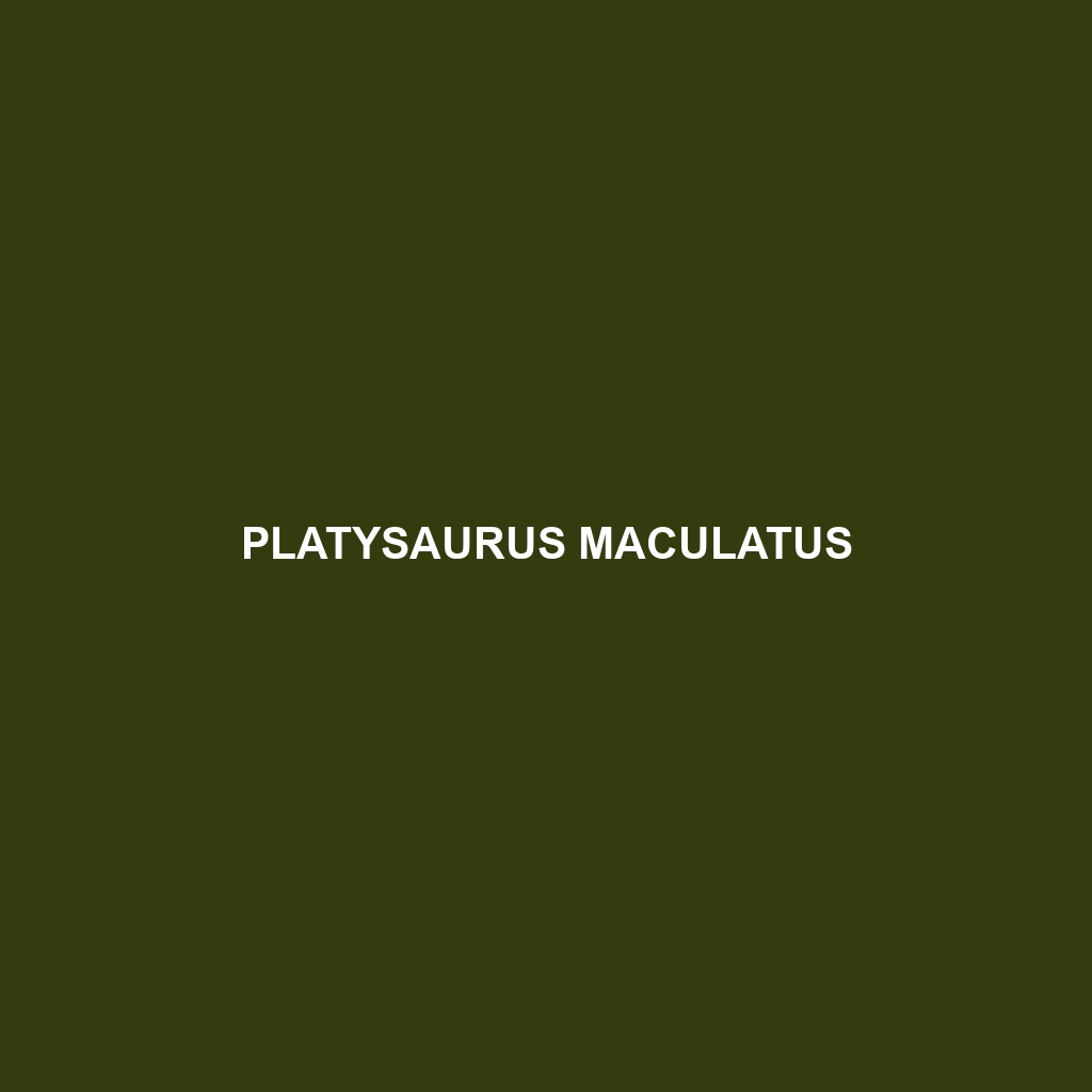 Platysaurus maculatus