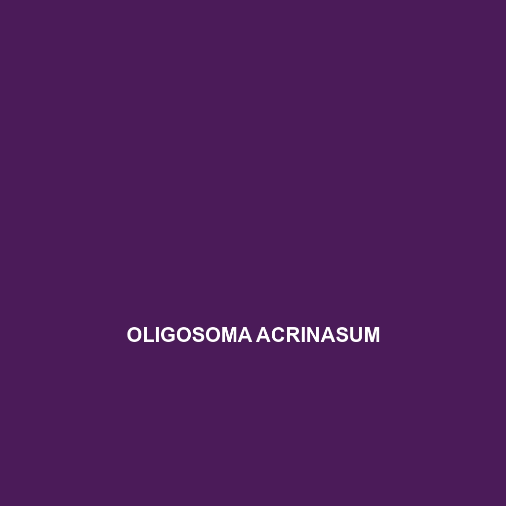 Oligosoma acrinasum