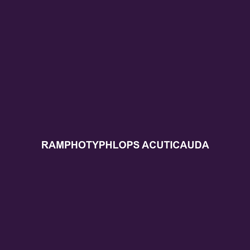 Ramphotyphlops acuticauda