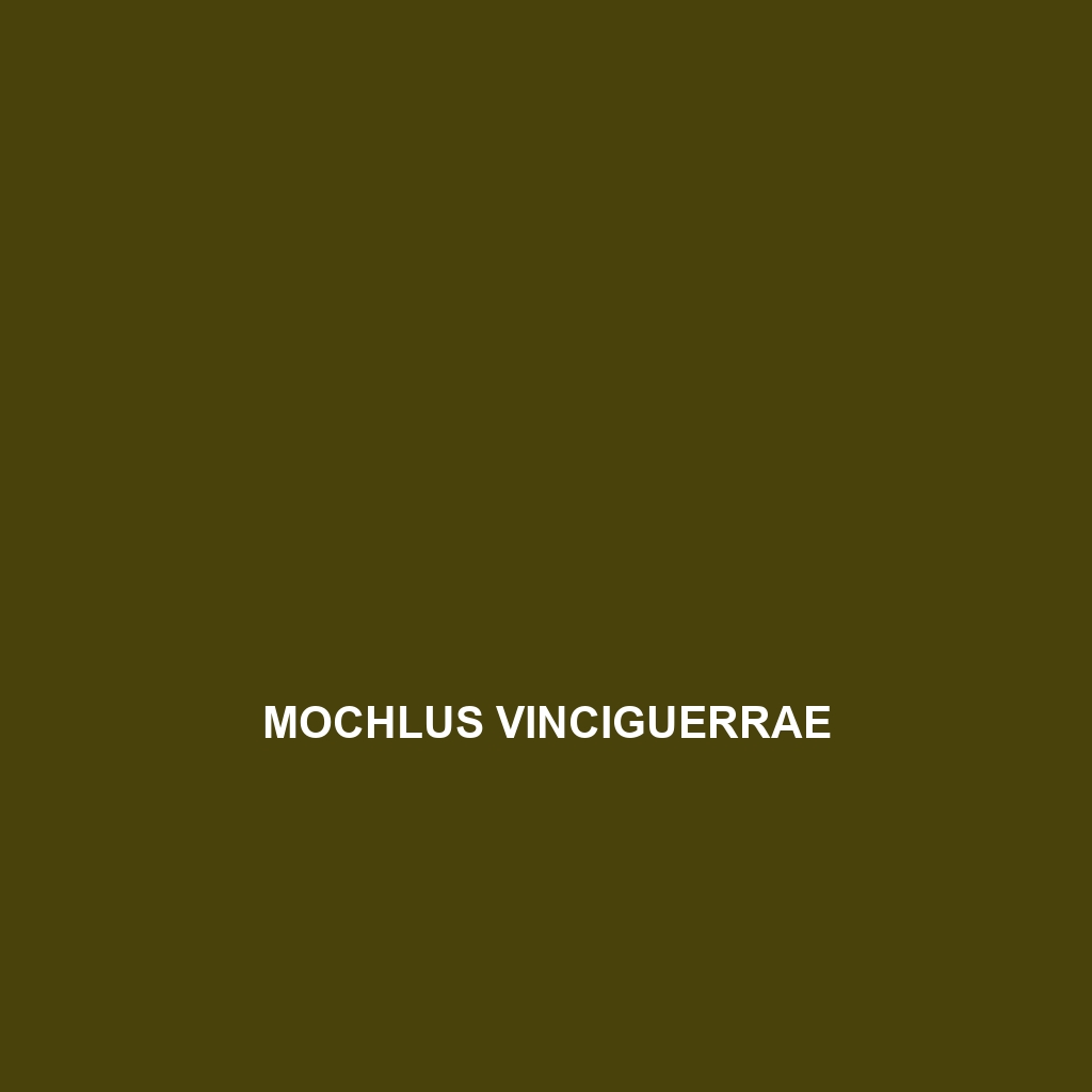 Mochlus vinciguerrae