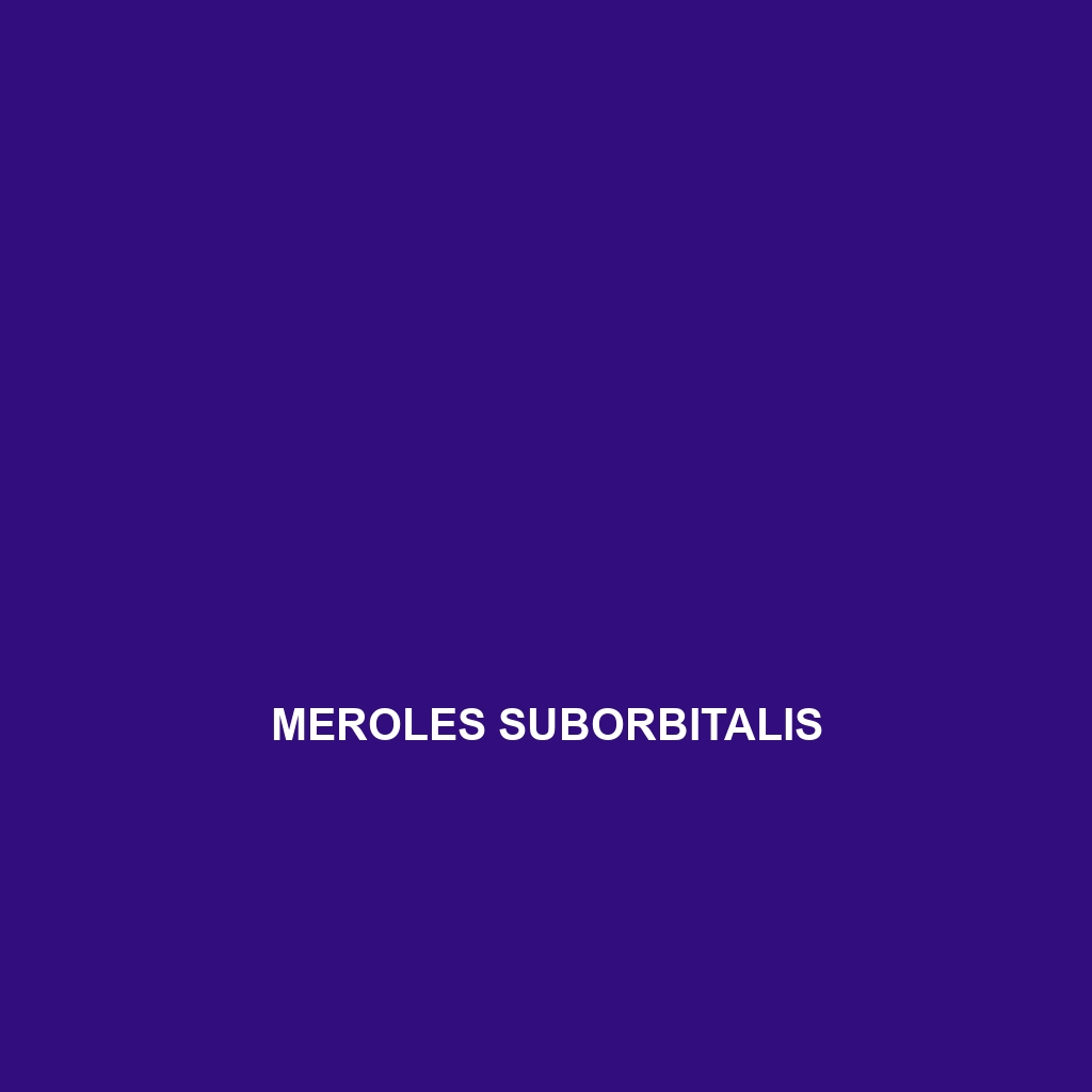 Meroles suborbitalis