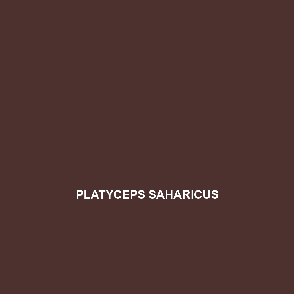 Platyceps saharicus