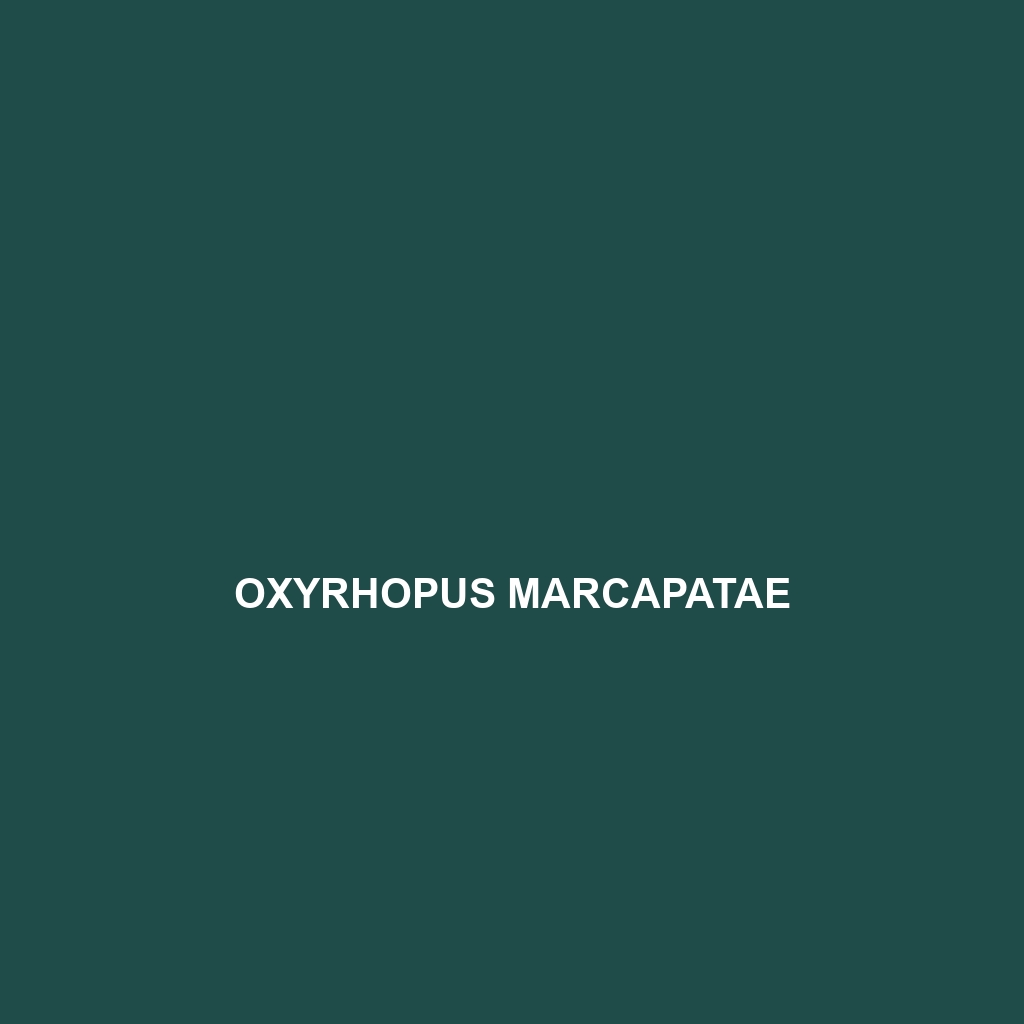 Oxyrhopus marcapatae