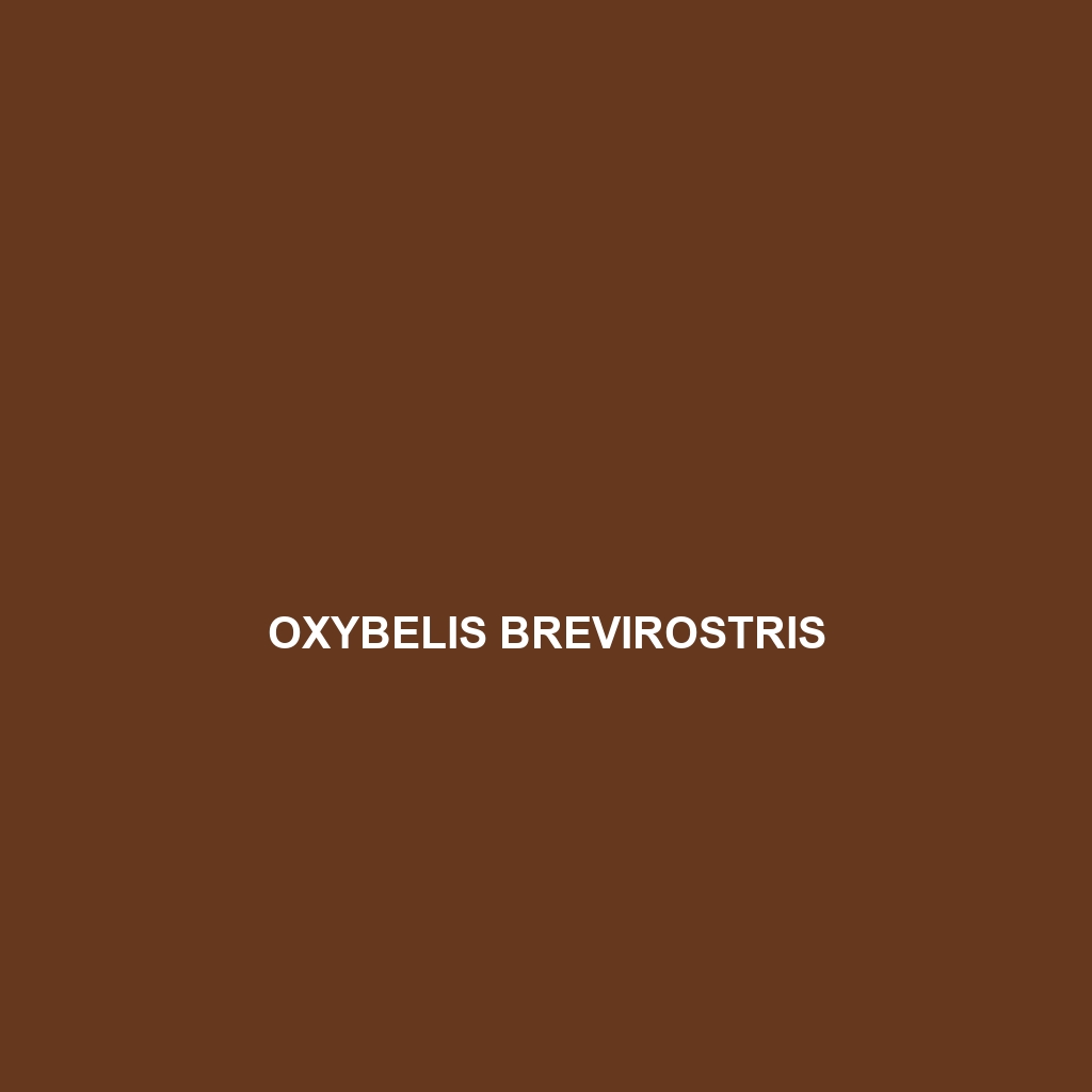 Oxybelis brevirostris