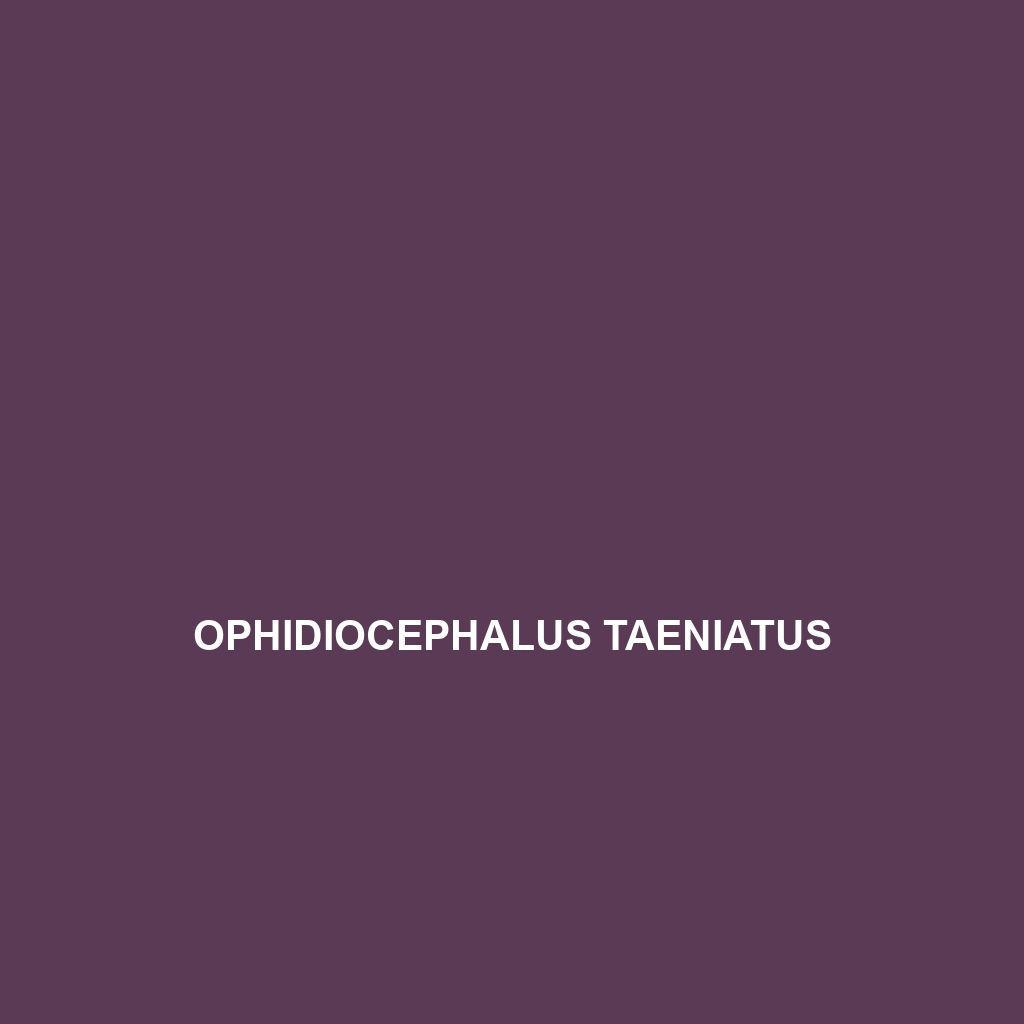 Ophidiocephalus taeniatus