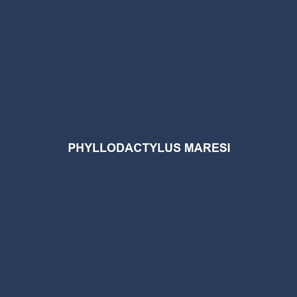 Phyllodactylus maresi