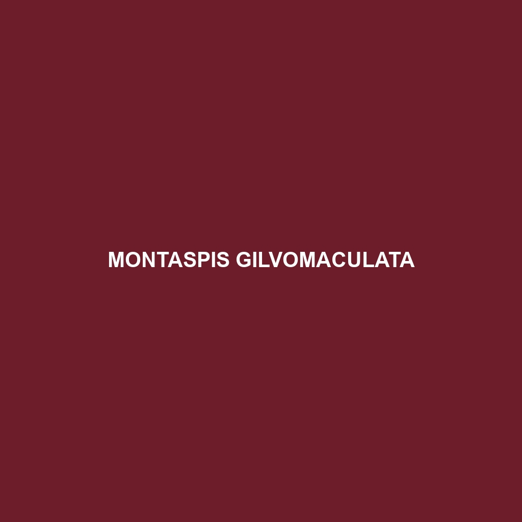 Montaspis gilvomaculata