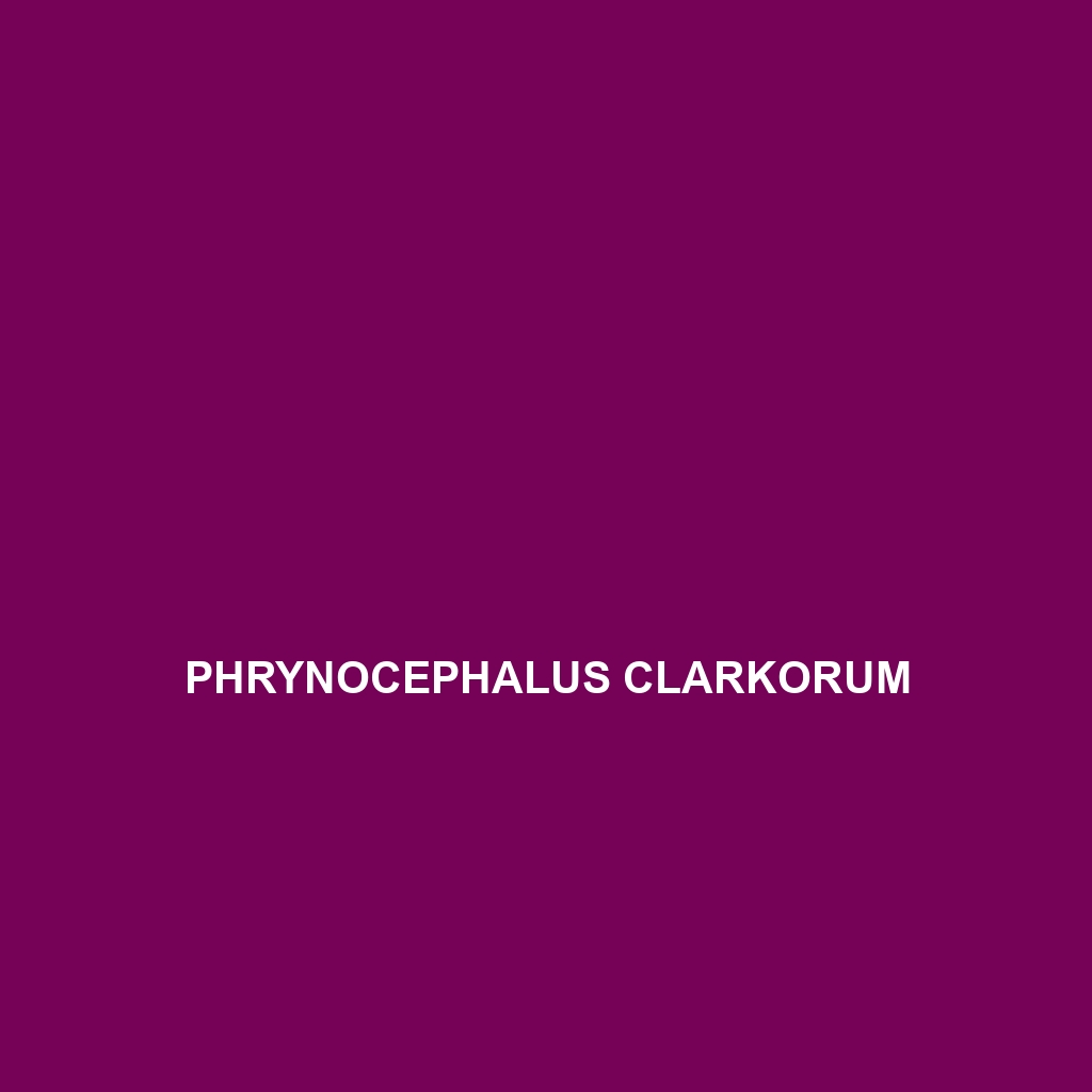 Phrynocephalus clarkorum