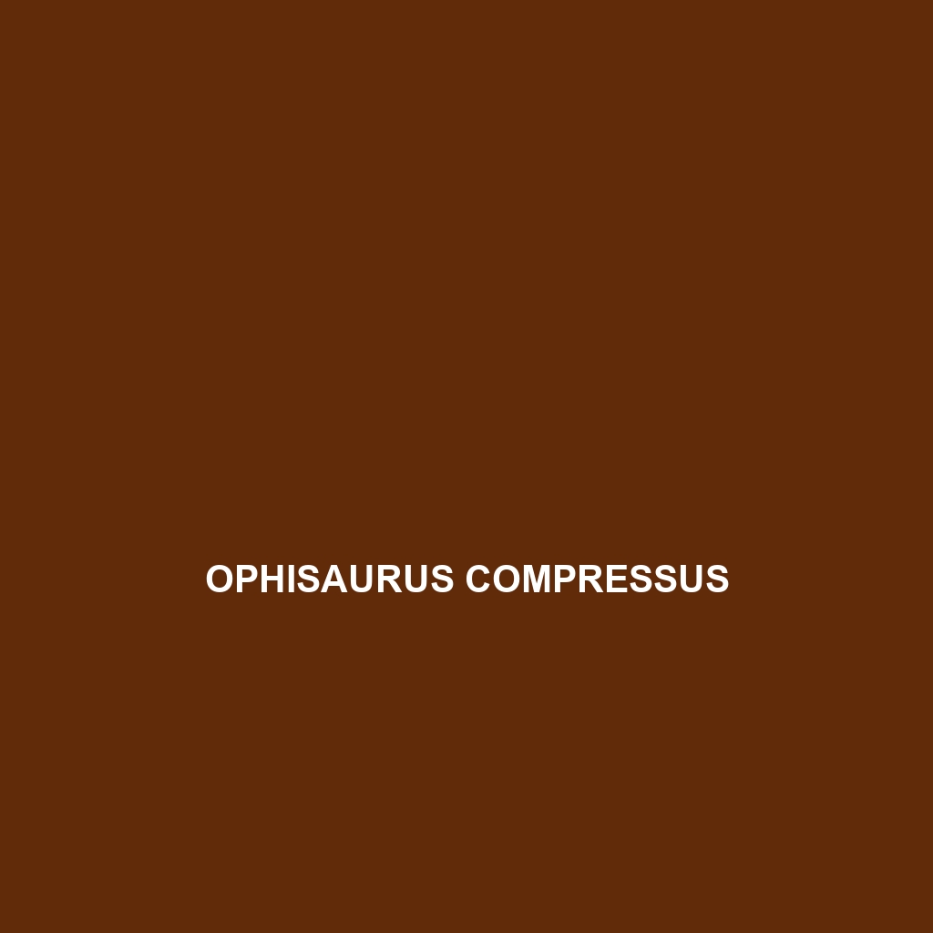 Ophisaurus compressus