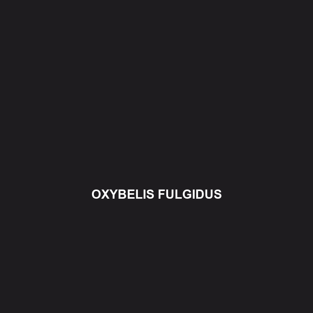 Oxybelis fulgidus