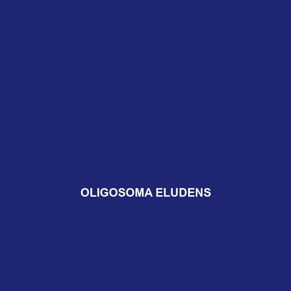 Oligosoma eludens