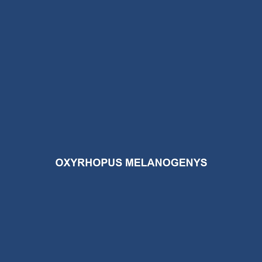 Oxyrhopus melanogenys