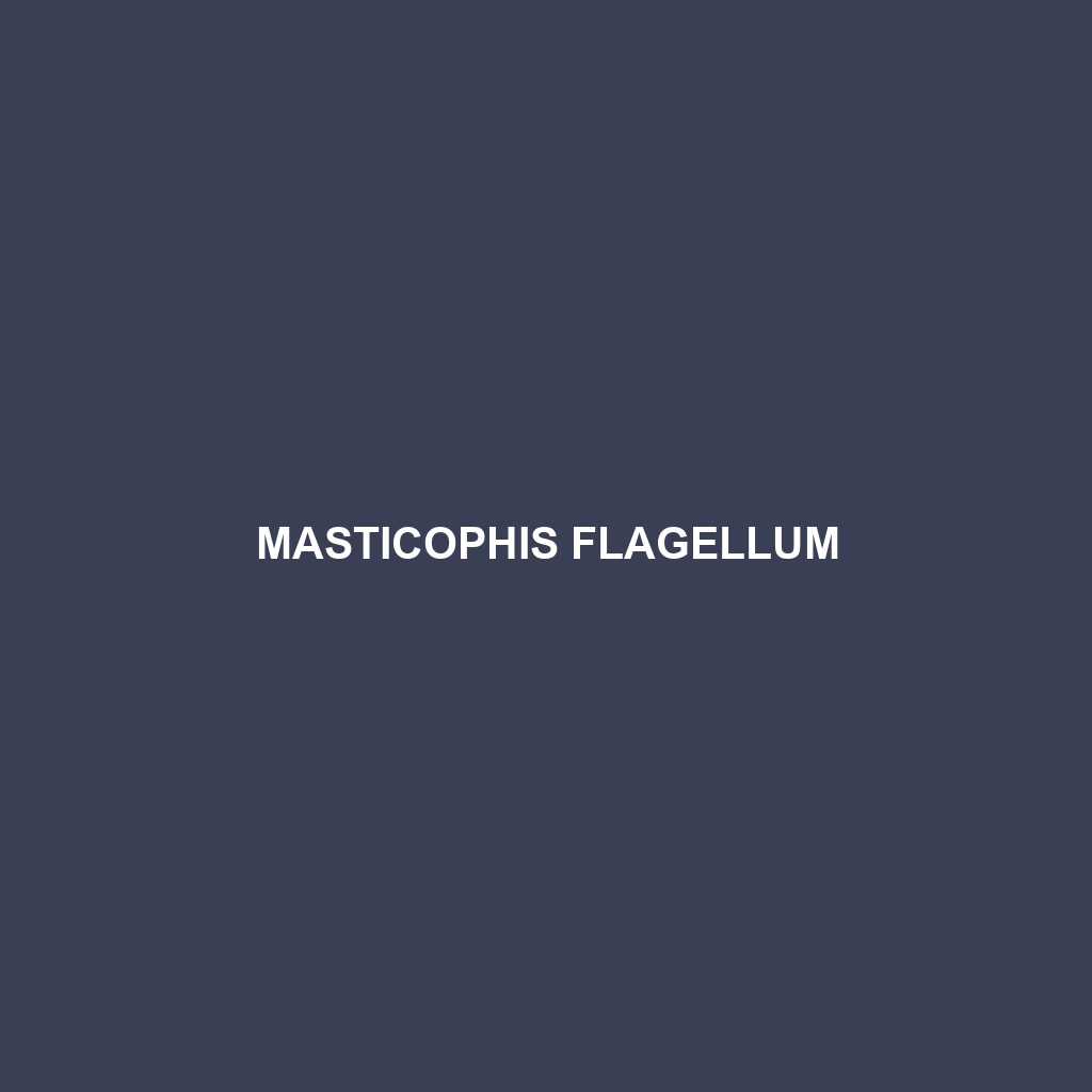 Masticophis flagellum