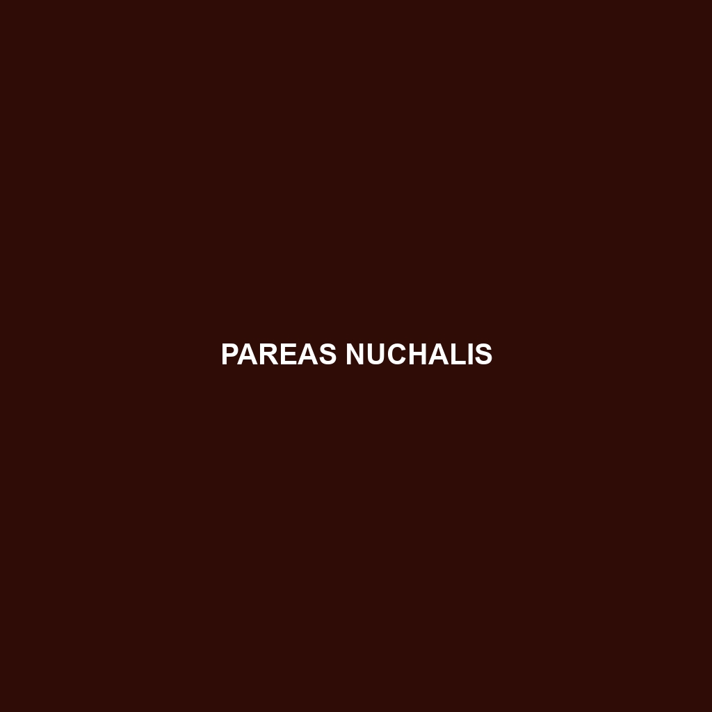 Pareas nuchalis