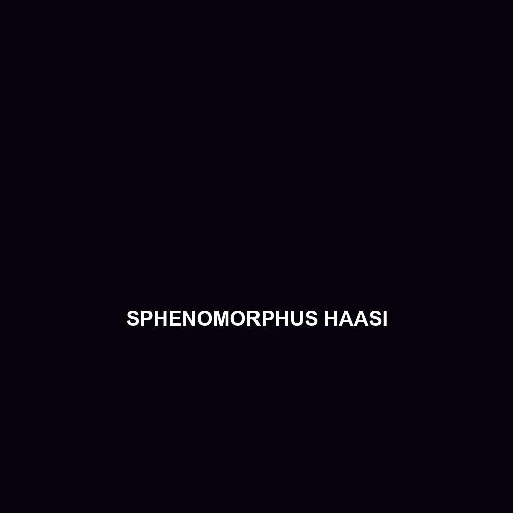 Sphenomorphus haasi