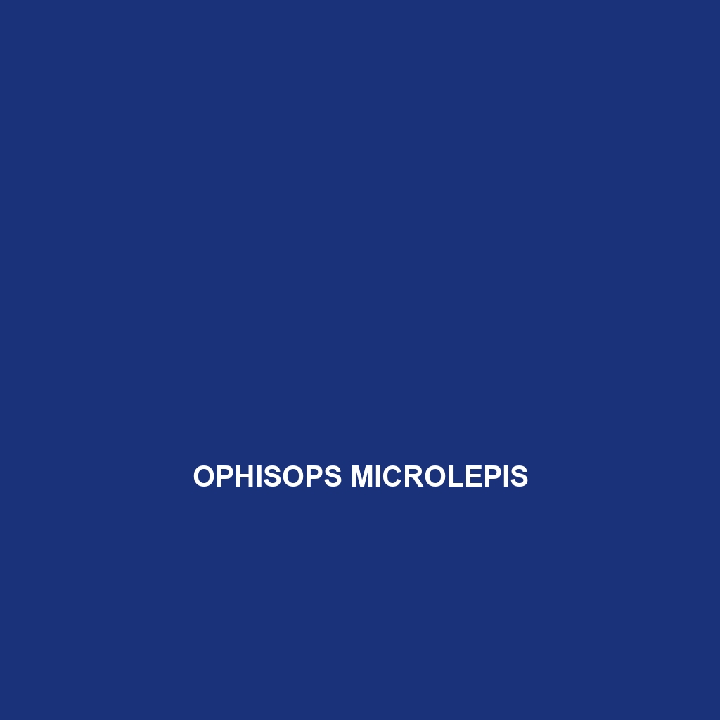 Ophisops microlepis