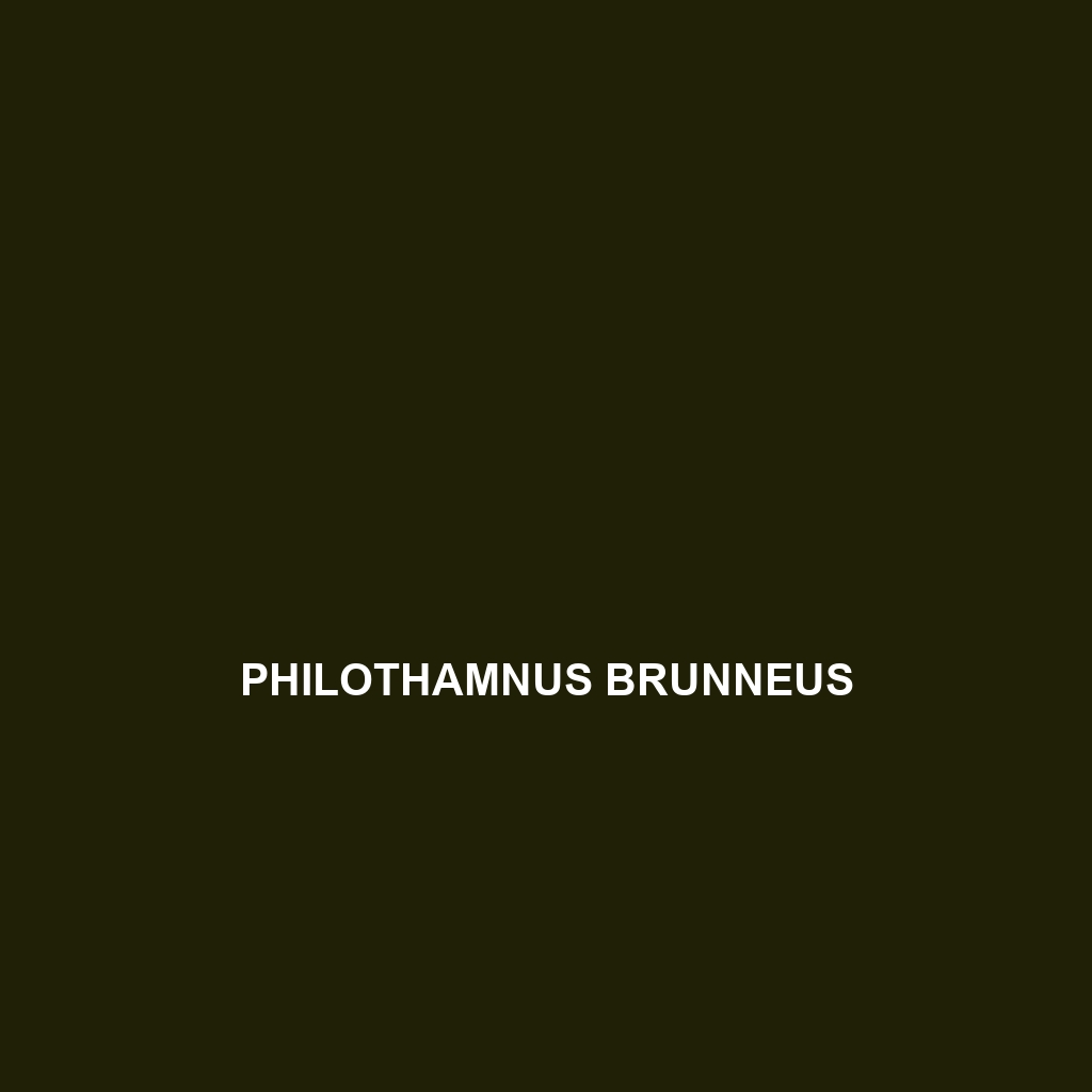 Philothamnus brunneus