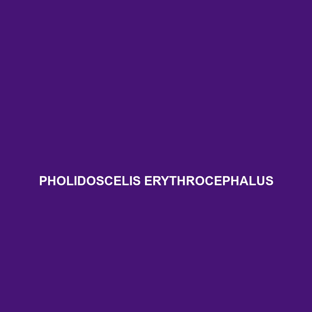 Pholidoscelis erythrocephalus