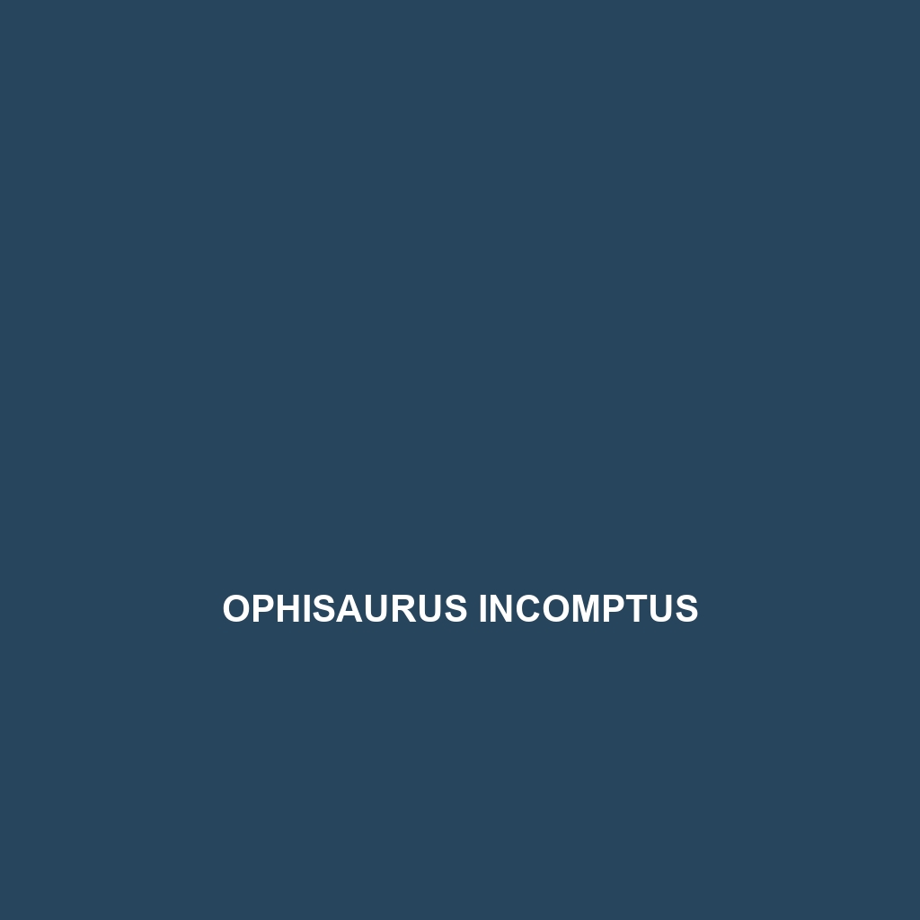 Ophisaurus incomptus