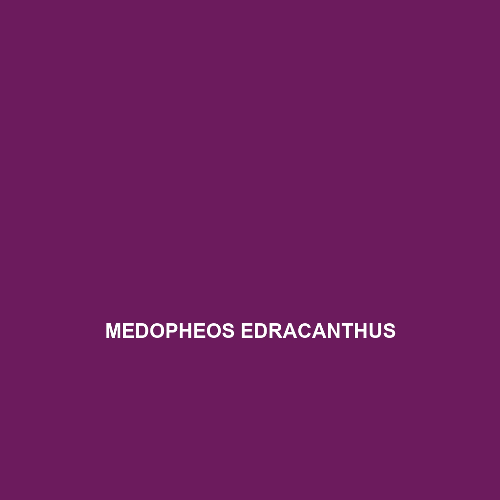 Medopheos edracanthus