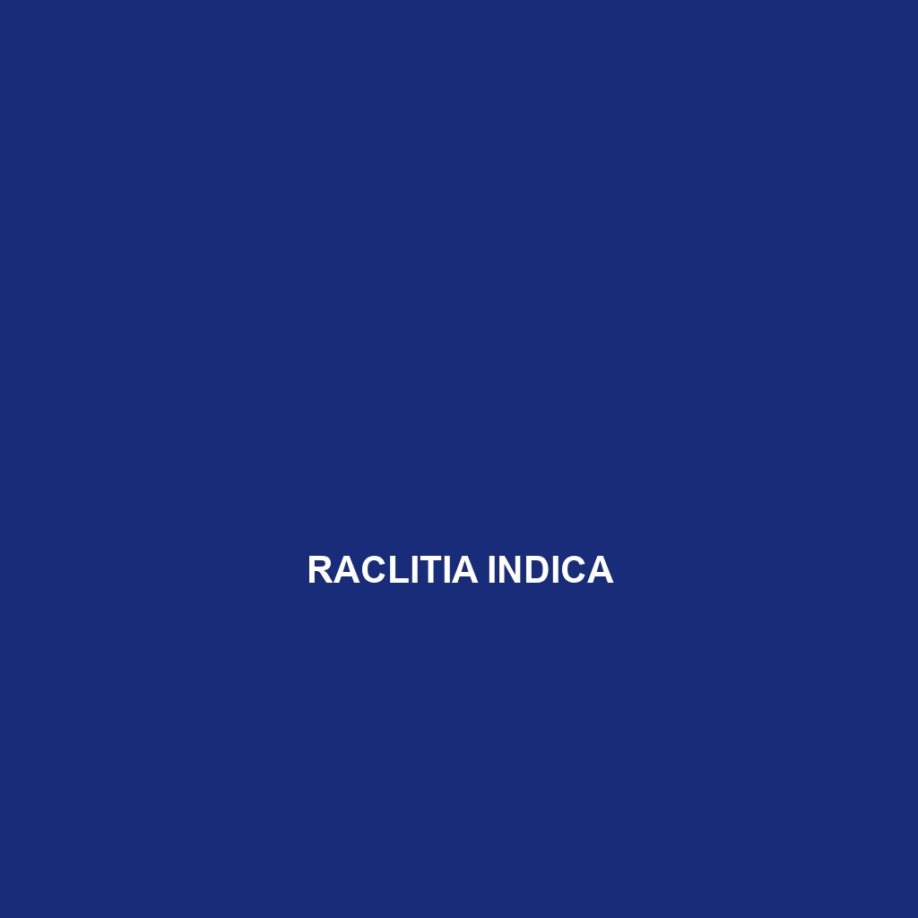 Raclitia indica