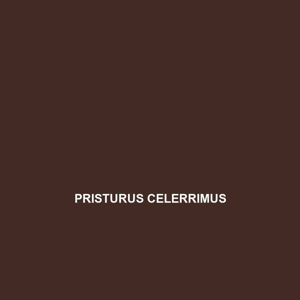 Pristurus celerrimus