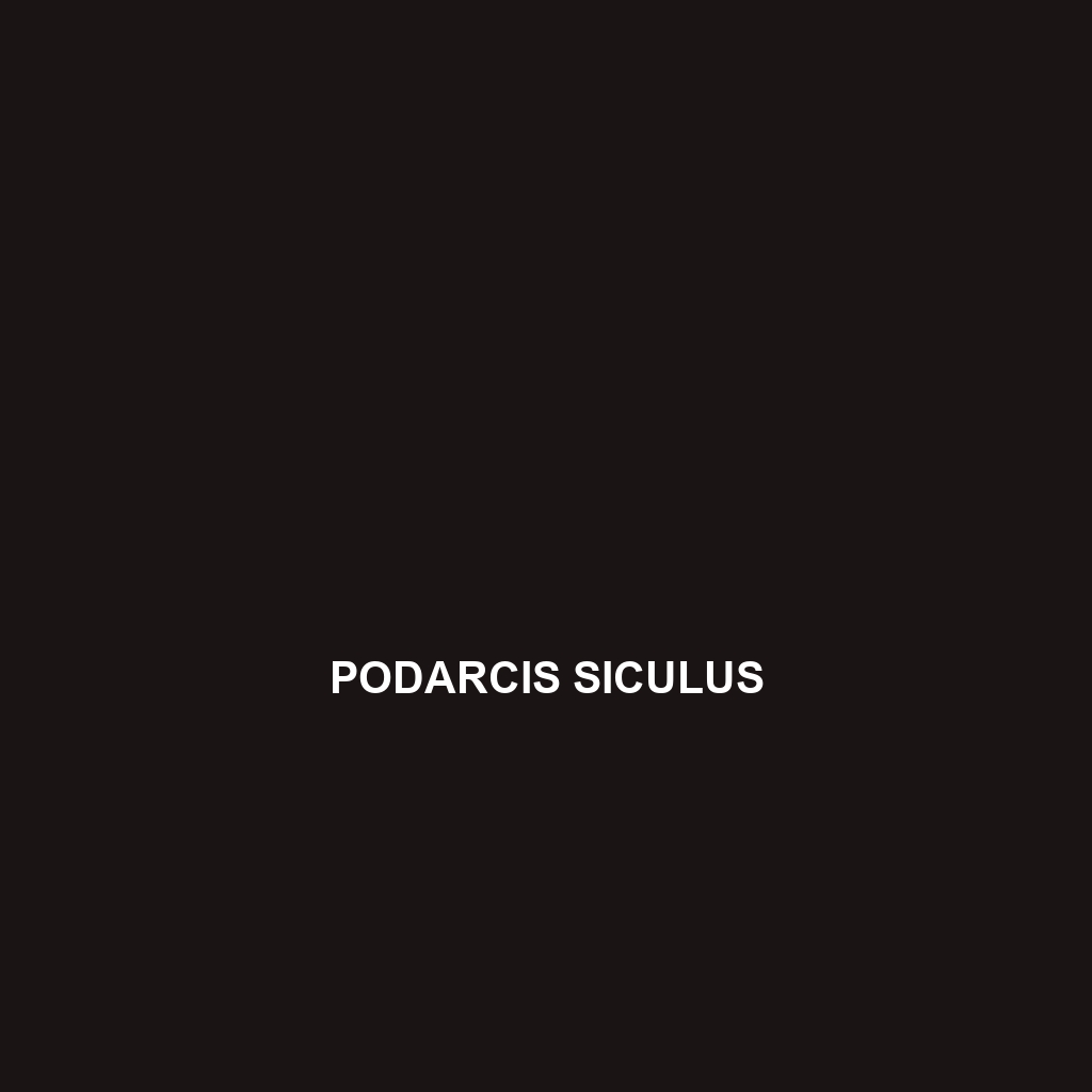 Podarcis siculus