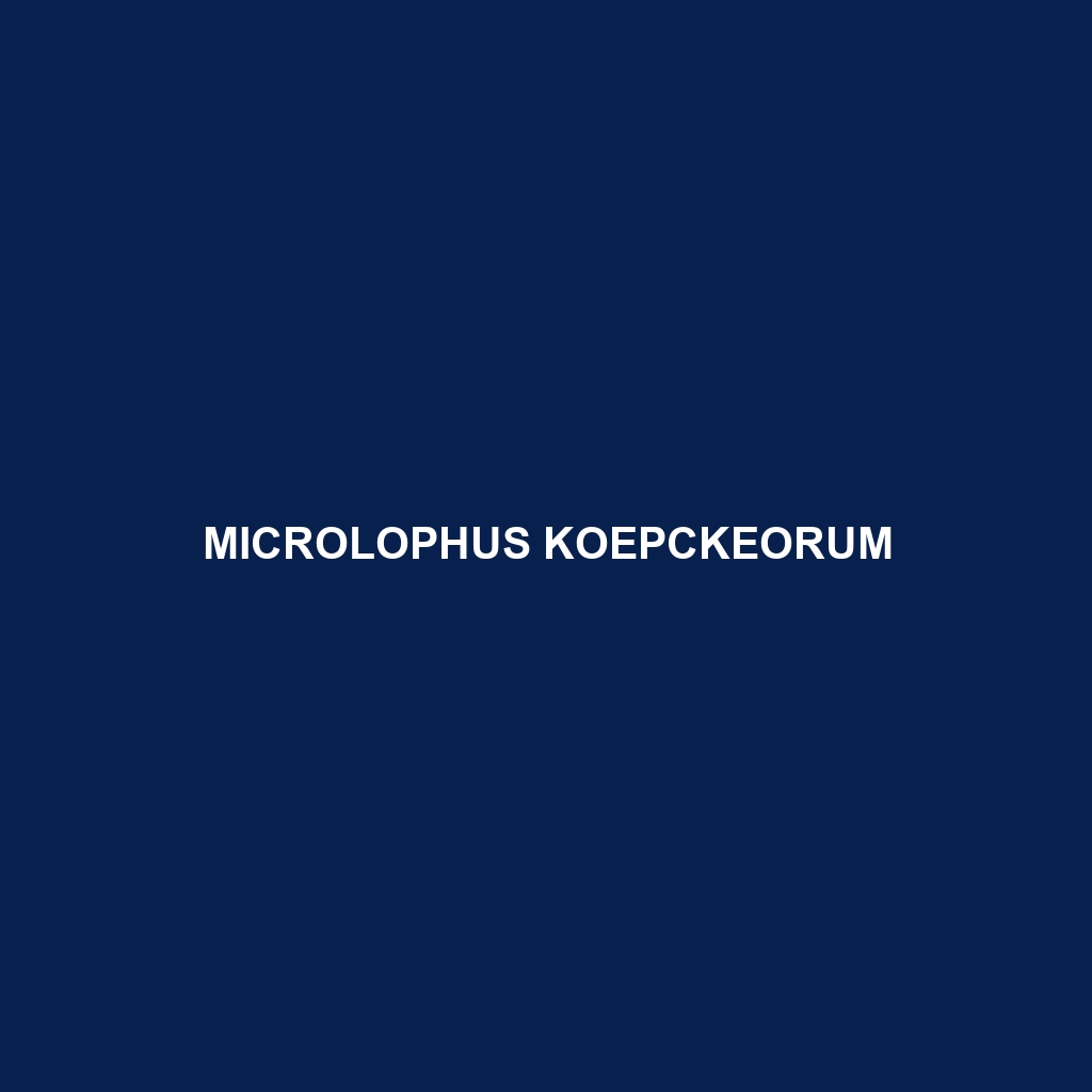 Microlophus koepckeorum