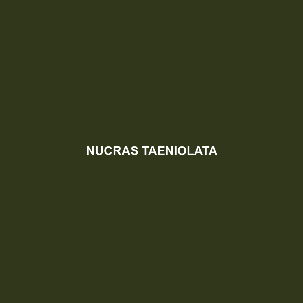 Nucras taeniolata