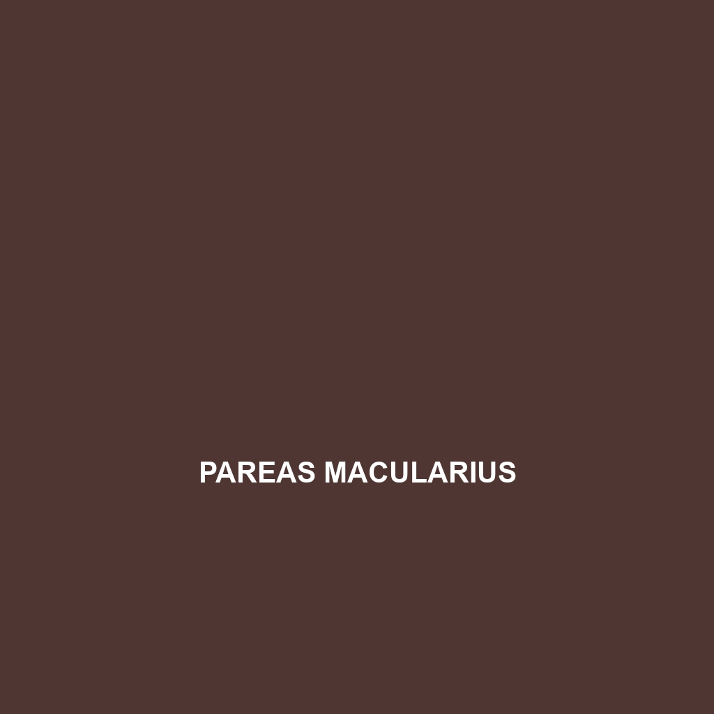 Pareas macularius