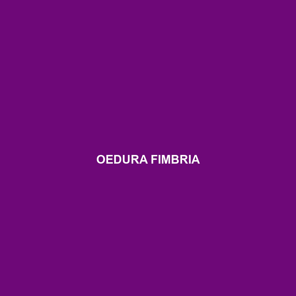 Oedura fimbria