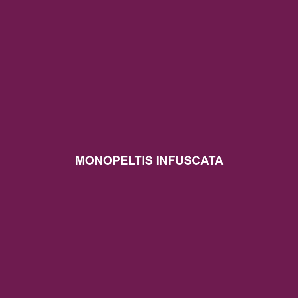 Monopeltis infuscata