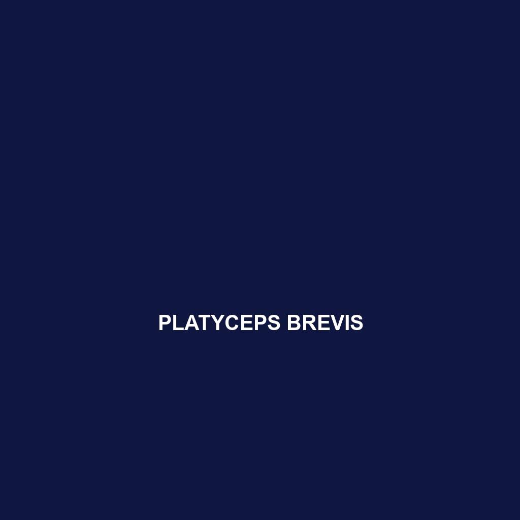 Platyceps brevis