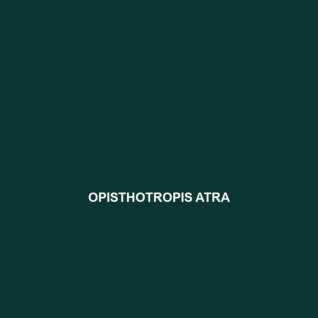 Opisthotropis atra