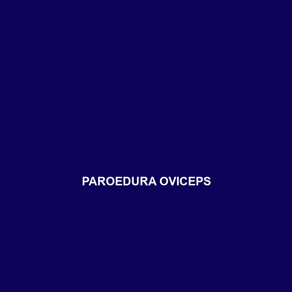 Paroedura oviceps