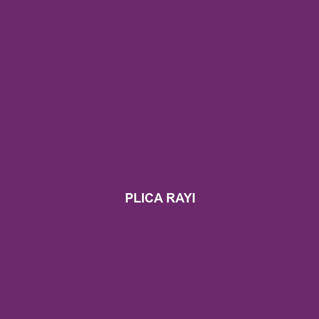 Plica rayi